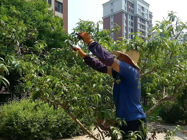 綠化養(yǎng)護